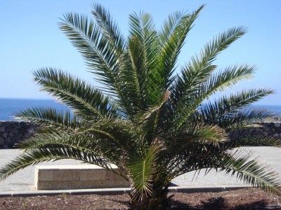 Tipos de semillas de palmera